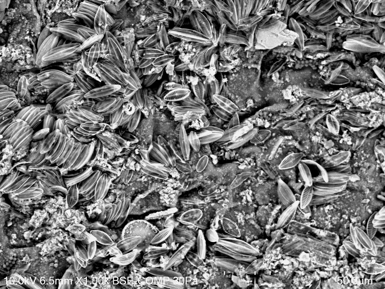 Seagrass underworld: The diatom metropolis